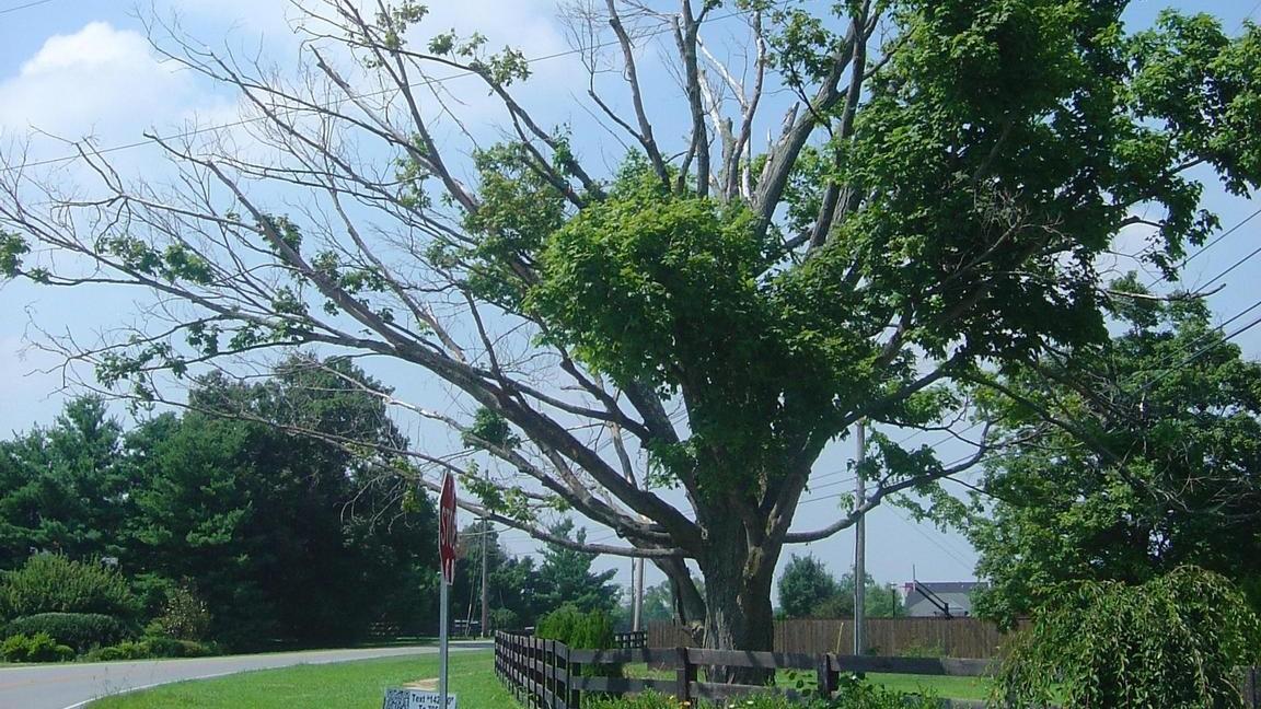 tree decline - dead branches in canopy