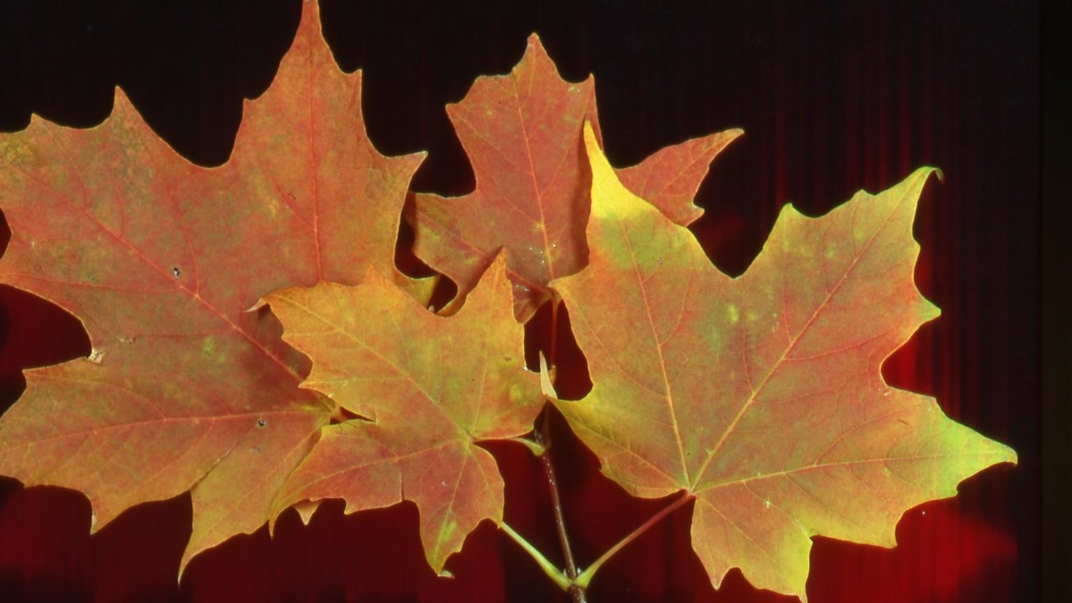 fall color on maple leaves