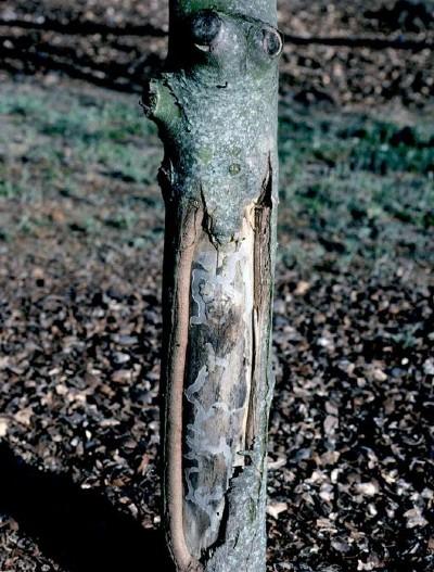 damage caused by flatheaded apple tree borer