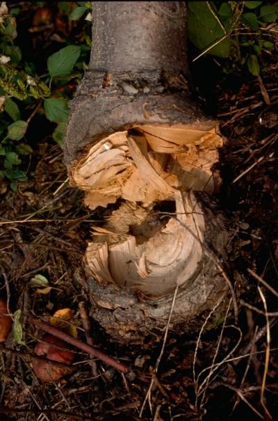 tree graft failure