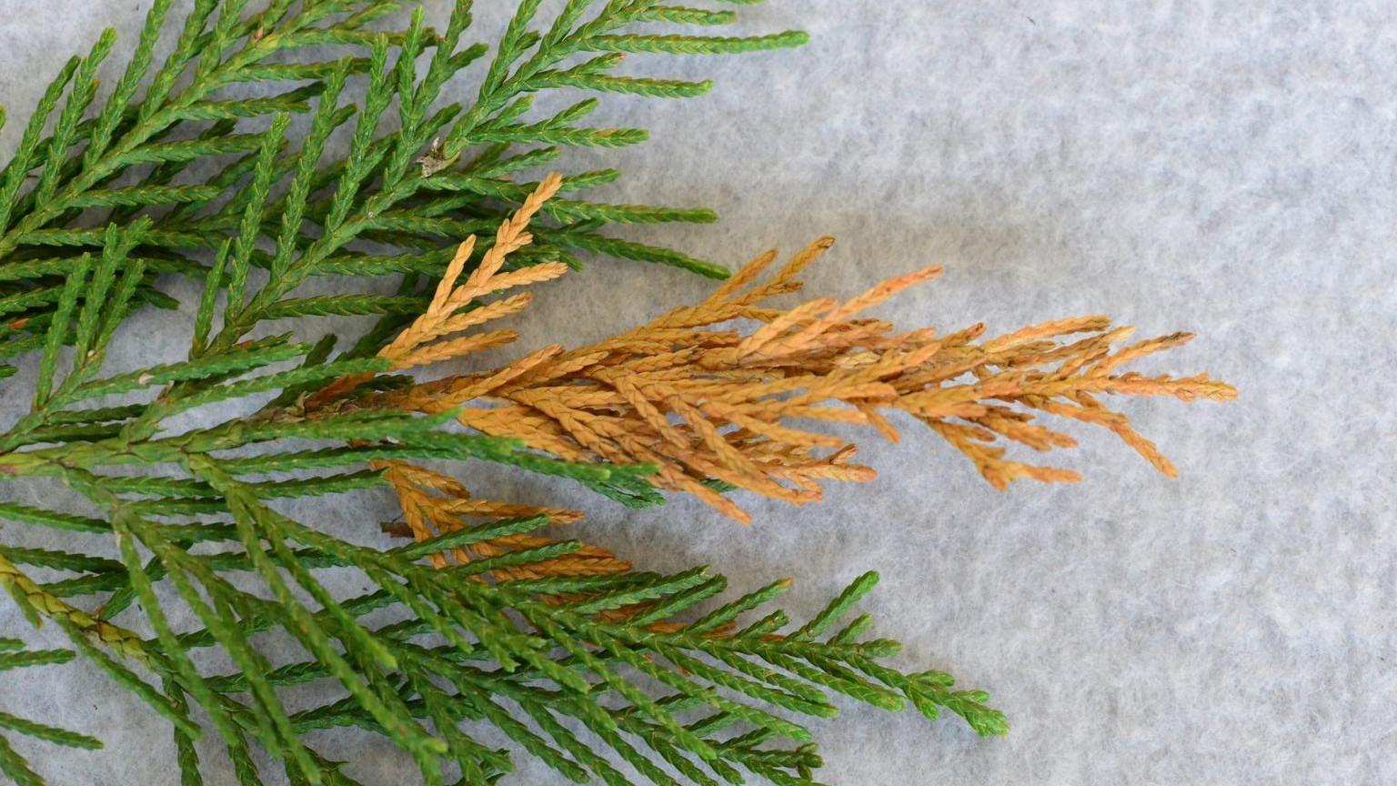 brown branch tips of leyland cypress - seiridium canker symptoms