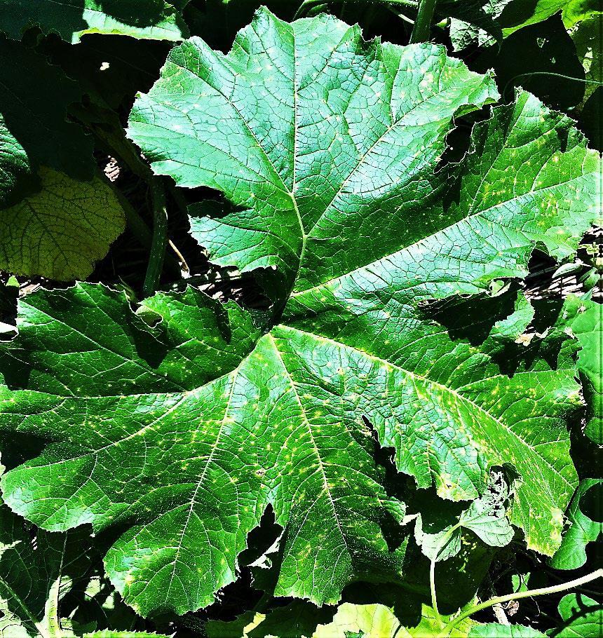 Plectosporium yellow-tan spots (lesions) on pumpkin leaf