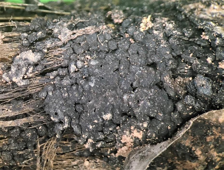 Sclerotia of white rot fungus on garlic