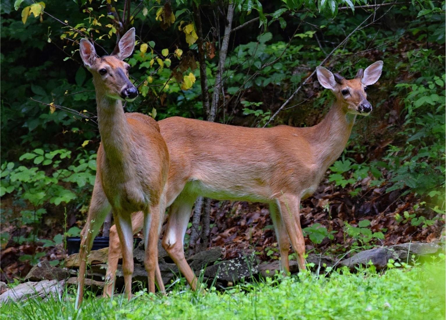 White-tailed deer, Image credit: Jan Haerer from Pixabay