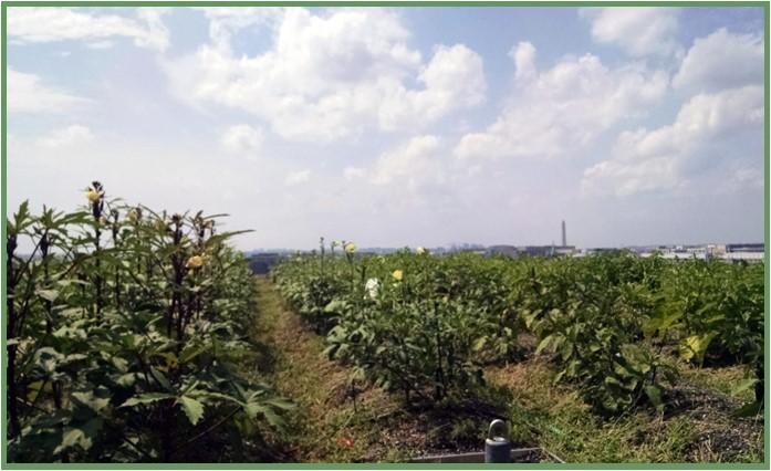 Figure 8: Okra growing on a retro-fitted green roof at Up Top Acres, in Washington, DC (note the Washington Monument in the background). Photo by Neith Little, UMD Extension.