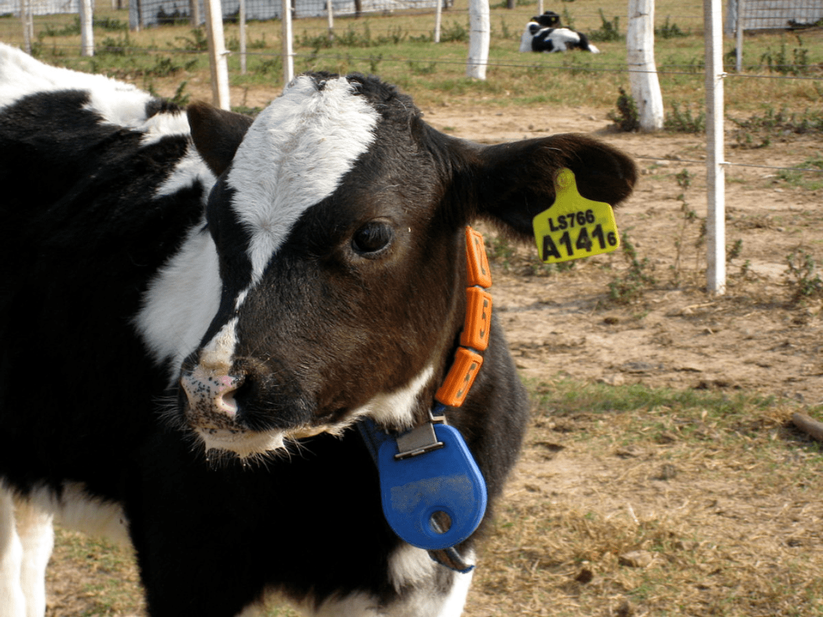 calf with ear tag