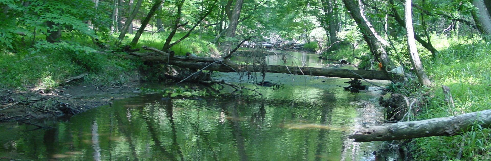 Coastal Plain stream