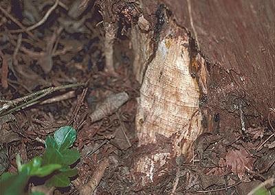 trunk gnawing damage to an arborvitae