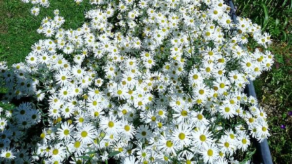 fall blooming boltonia