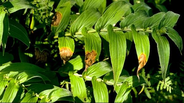 leaf scorch on Trycirtis