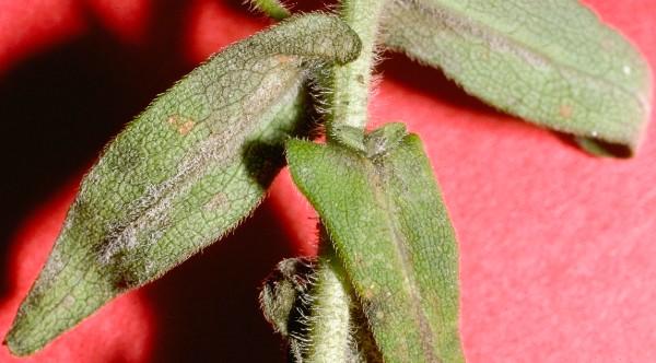 downy mildew symptoms on aster