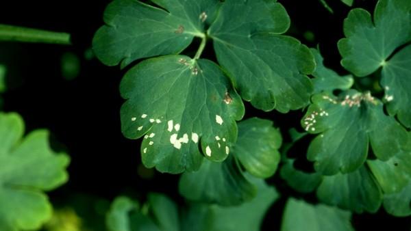 herbicide damaged columbine