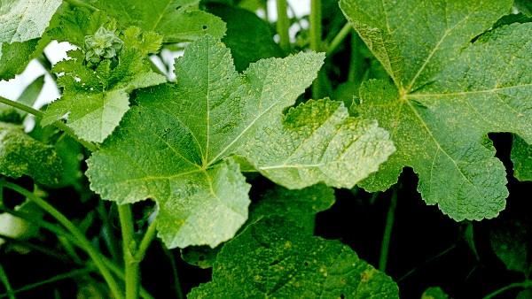 rust symptoms on hollyhock