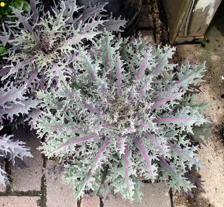 flowering kale