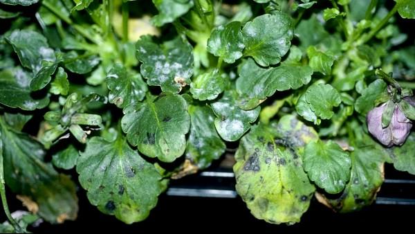 powdery mildew spots on pansy