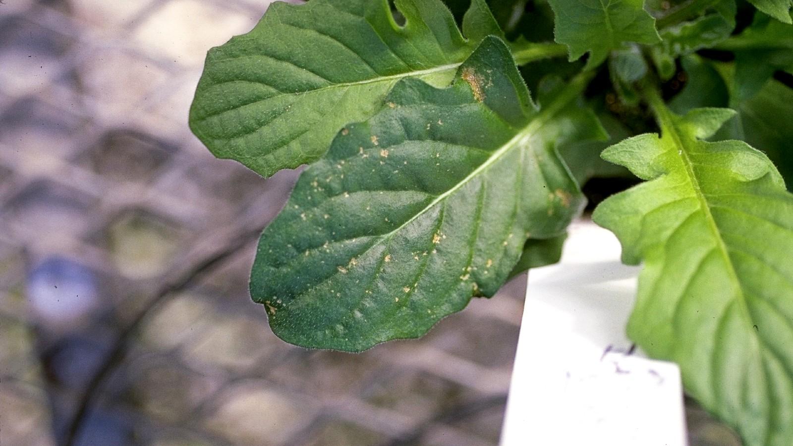 oil damage on Gerber daisy foliage