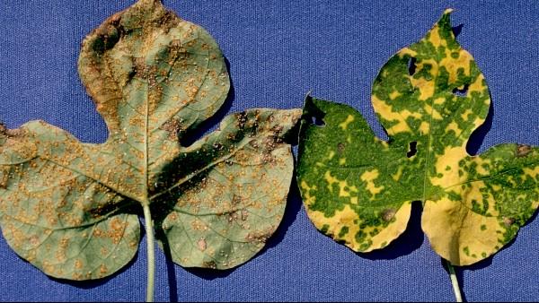 rust on morning glory