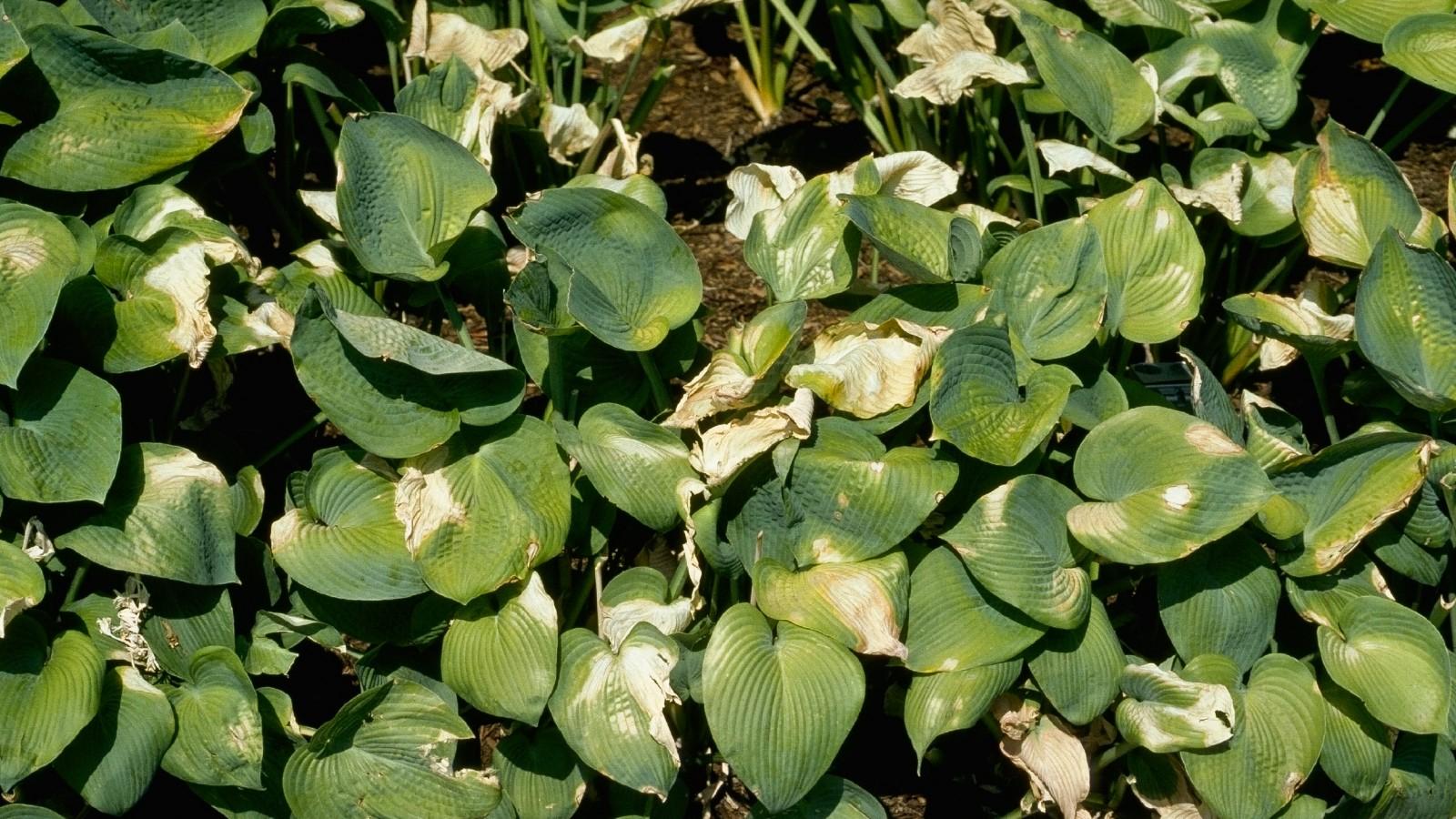 sunburn damage on hosta