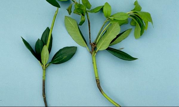 volutella on pachysandra stems