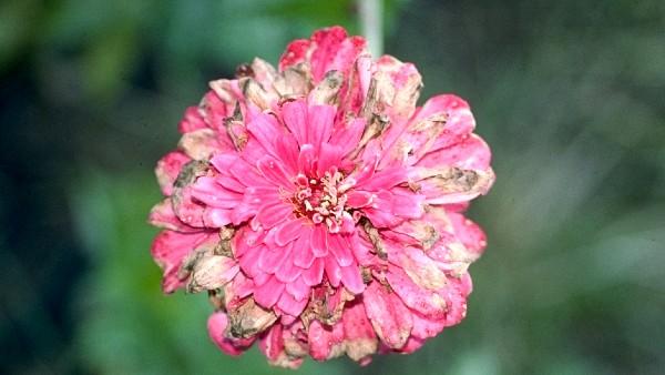 powdery mildew on zinnia