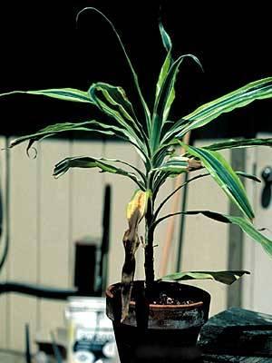 Houseplant low light