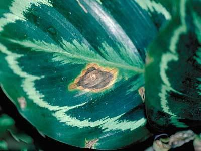 Fungal leafspot on the leaf of a prayer plant