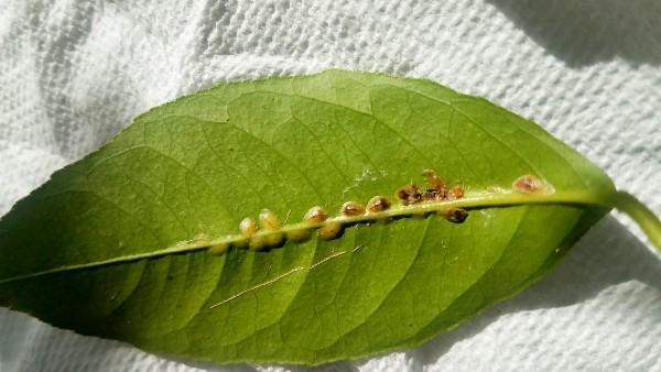 scale on Meyer lemon leaf