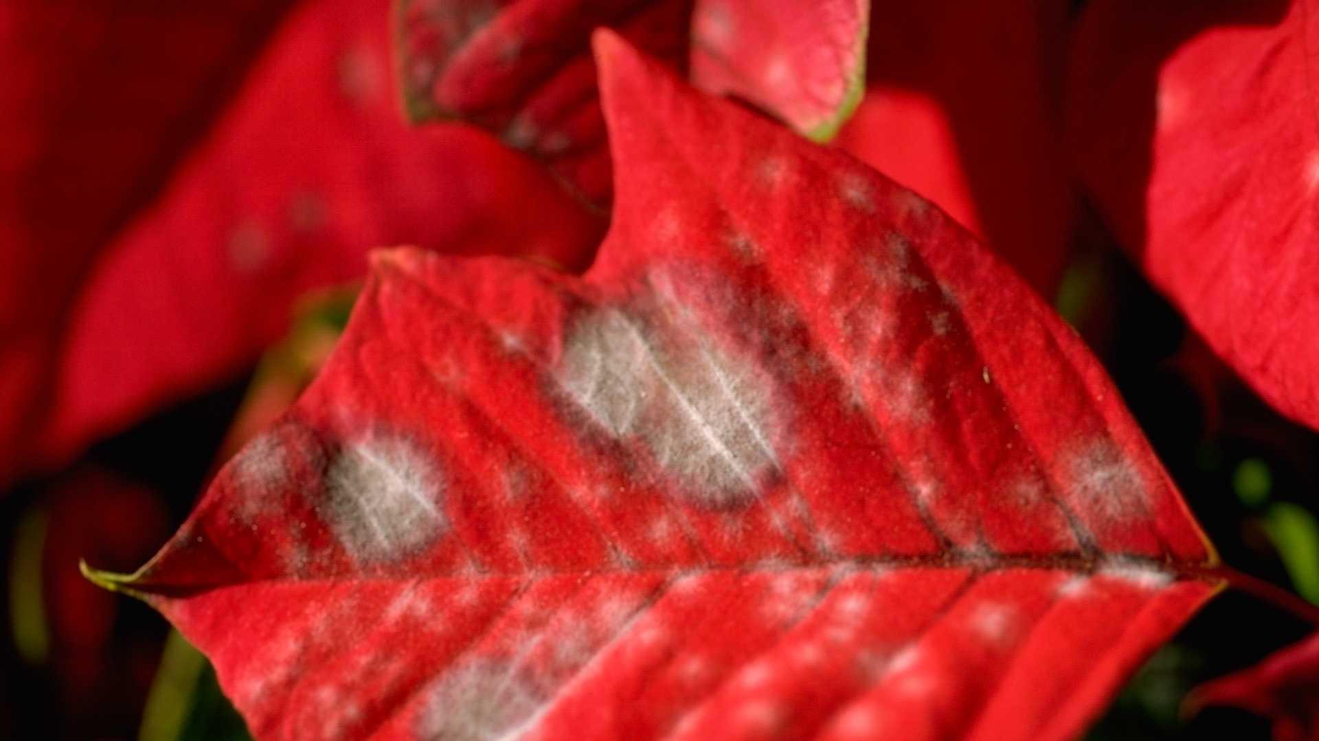 Powdery mildew on poinsettia