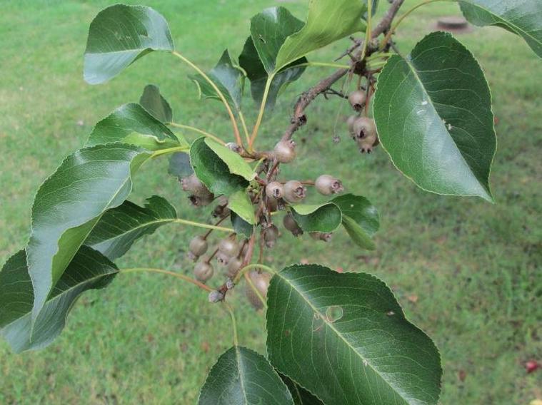 bradford pear fruits 