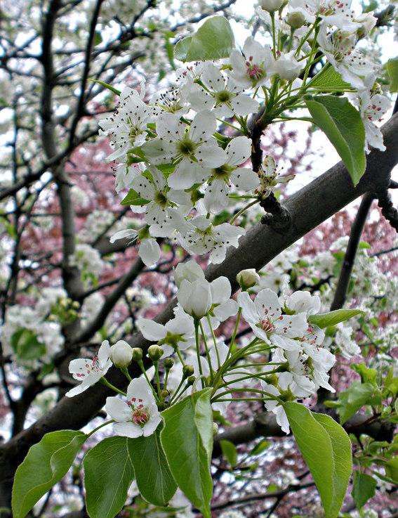 bradford pear flowers