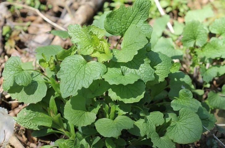 leaves of garlic mustard