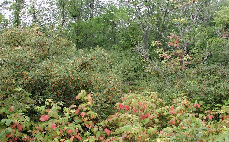 infestation of honeysuckle