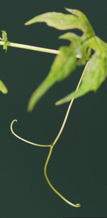 tendrils of porcelainberry