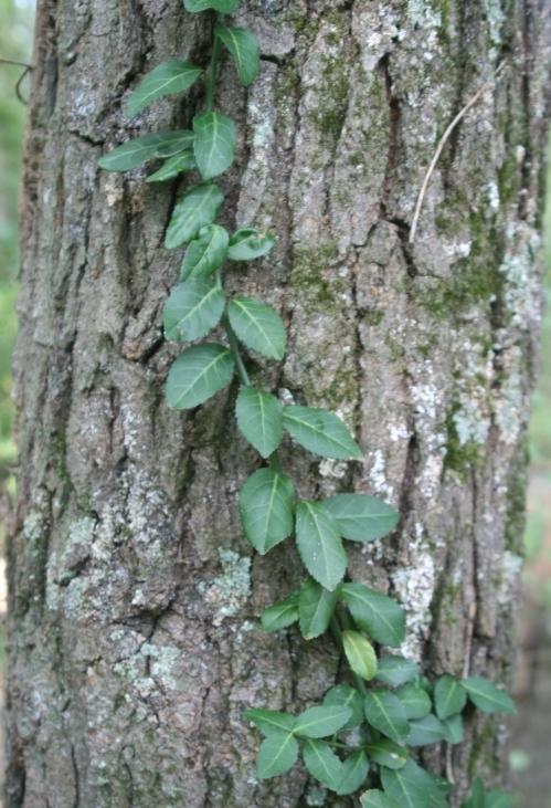 winter creeper leaves