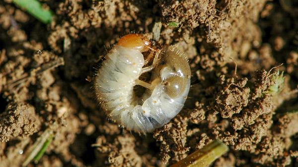 Japanese beetle grub