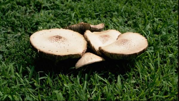 fairy ring mushrooms