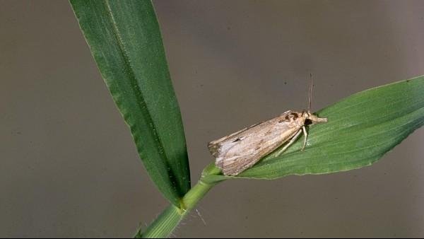 adult sod webworm