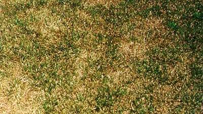 nutrient deficient lawn