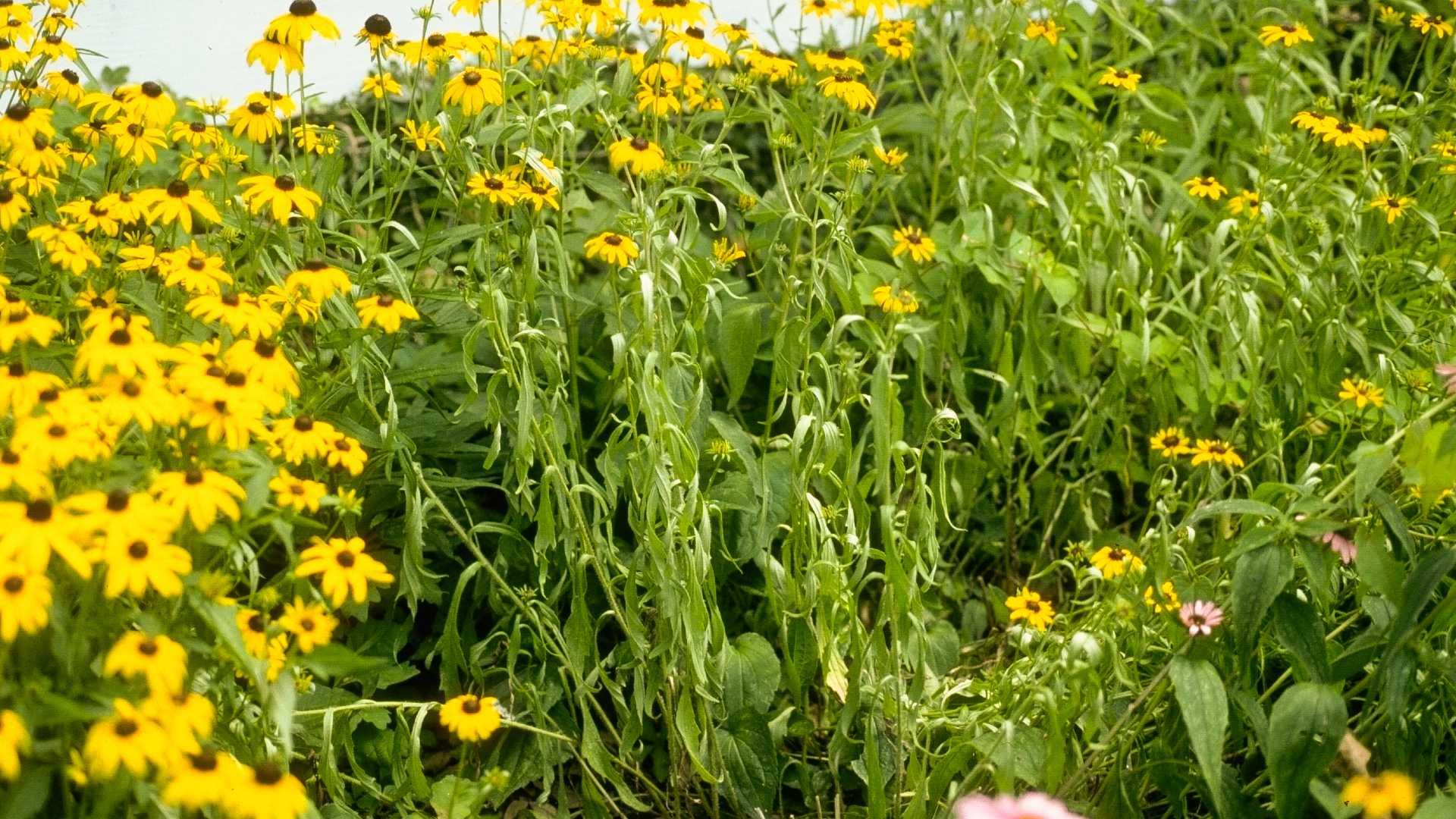 Drought-stressed rudbeckia