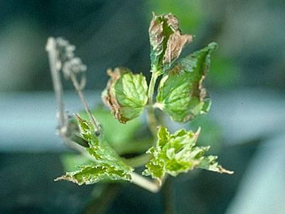 Freeze damage on clematis foliage 