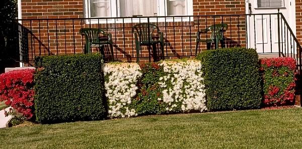 over-sheared azaleas