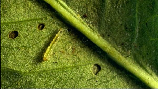 bristly roseslug