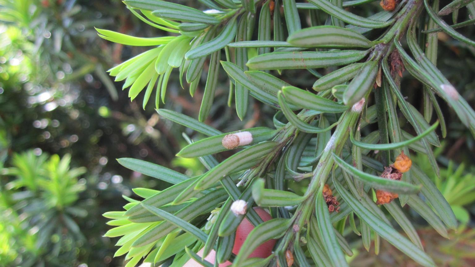 cottony camellia scale on yew