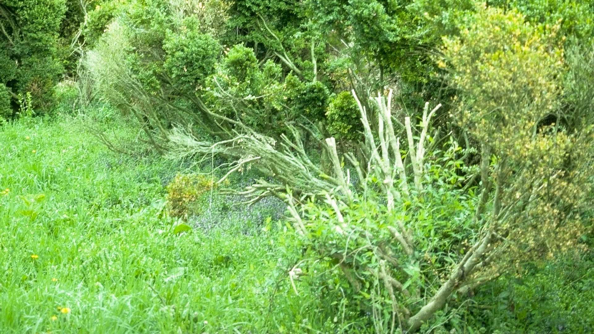 Significant dieback on a boxwood