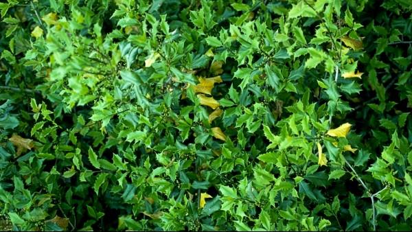 natural leaf yellowing on holly