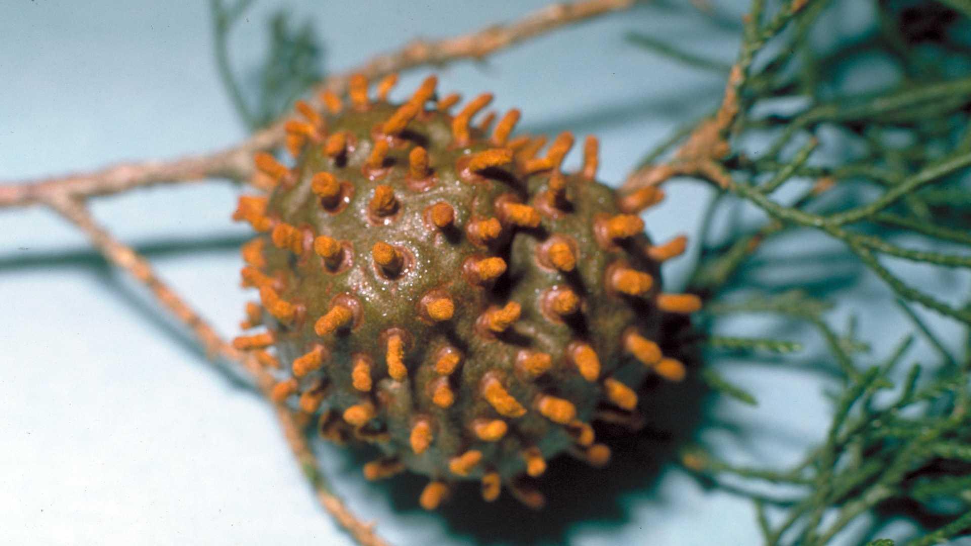 Cedar-apple rust gall