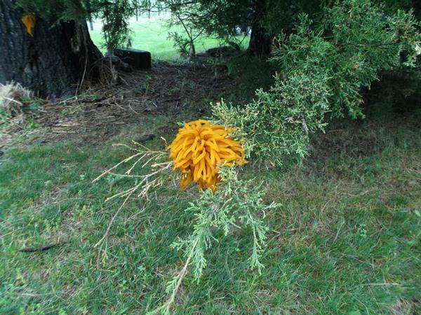 Cedar-apple rust gall on juniper