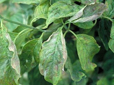 Powdery mildew on dogwood