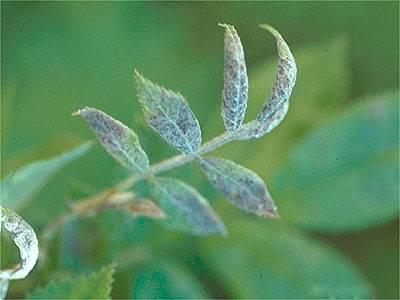 Powdery mildew distorting rose leaves