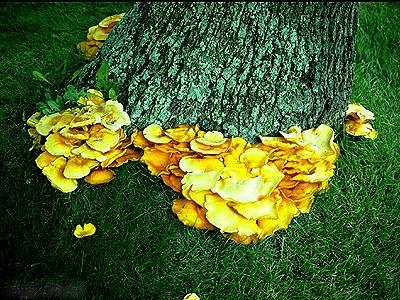 Armillaria spp. produces yellow basidiocarps on ash, beech, cherry, maple, oak, and tulip tree